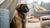 How to Store Wet Dog Food After Opening: A Comprehensive Guide for Pet Parents