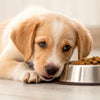 How to Switch a Puppy’s Dog Food: A Comprehensive Guide for Pet Owners