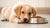 How to Switch a Puppy’s Dog Food: A Comprehensive Guide for Pet Owners