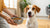 How to Switch from Puppy to Dog Food: A Comprehensive Guide for Pet Owners