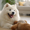 How to Take Care of a Dog for Beginners: A Comprehensive Guide