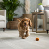 How to Take Care of a Dog with a Cold: A Comprehensive Guide for Pet Owners