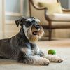 How to Take Care of a Dog with Distemper: A Comprehensive Guide for Pet Owners