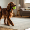 How to Take Care of a Paralyzed Dog: A Comprehensive Guide for Loving Pet Owners