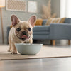 How to Take Care of Dog Paws: Essential Tips for Happy, Healthy Feet