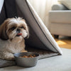 How to Take Care of Dogs' Teeth: A Comprehensive Guide for Pet Owners
