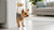 How to Take Care of Dogs During Summer: Essential Tips for Pet Owners