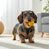 How to Take Care of Your Dog After Giving Birth: A Comprehensive Guide