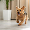How to Take Care of Your Dog's Paws: An Essential Guide for Every Dog Owner