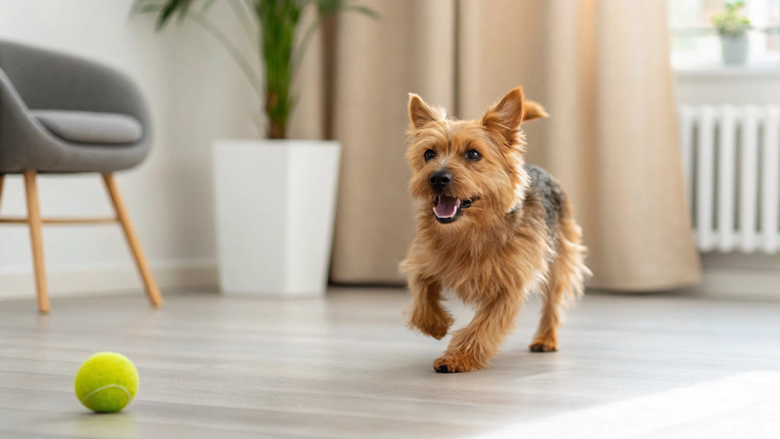 How to Take Care of Your Dog's Paws: An Essential Guide for Every Dog Owner