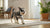 How to Take Care of Your Dog When at Work: A Comprehensive Guide for Dog Owners