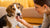 How to Tell If a Dog Has a Food Allergy: A Comprehensive Guide for Pet Owners