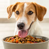 How to Tell if Dog Food is Grain Free: A Comprehensive Guide for Pet Owners