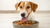 How to Tell if Dog Food is Grain Free: A Comprehensive Guide for Pet Owners