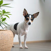 How to Tell If Kibble Has Gone Bad: A Comprehensive Guide for Pet Owners