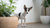 How to Tell If Kibble Has Gone Bad: A Comprehensive Guide for Pet Owners