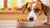 How to Tell if My Dog Has a Food Allergy: Understanding, Identifying, and Managing Canine Food Allergies-141225525487