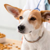 How to Tell If Your Dog Has a Food Allergy: A Comprehensive Guide