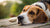 How to Tell if Your Dog Has Allergies to Food: A Complete Guide-141219365103