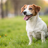 How to Tell If Your Dog Is at a Healthy Weight: Essential Guidelines for Pet Owners