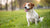 How to Tell If Your Dog Is at a Healthy Weight: Essential Guidelines for Pet Owners
