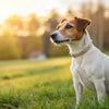 How to Tell If Your Dog Is the Right Weight: A Comprehensive Guide