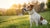 How to Tell If Your Dog Is the Right Weight: A Comprehensive Guide
