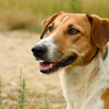 How to Tell if Your Dog Needs Grain-Free Food: A Comprehensive Guide