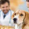 How to Test a Dog for Food Allergies: A Comprehensive Guide for Pet Owners