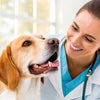 How to Test for Food Allergies in Dogs: An Essential Guide for Pet Owners