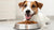 How to Train a Dog to Eat Dog Food: Making Mealtimes Enjoyable