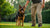 How to Train Aggressive Dog Behavior: A Comprehensive Guide