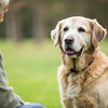 How to Train an Older Dog: Unlocking New Skills and Strengthening Bonds
