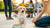 How to Train Your Dog Not to Eat Food from Strangers