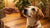 How to Train Your Dog Not to Eat Human Food: A Comprehensive Guide