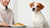 How to Train Your Dog Not to Eat Your Food: A Comprehensive Guide