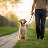 How to Train Your Dog Not to Jump: A Comprehensive Guide for Pet Owners