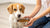 How to Train Your Dog to Eat Dog Food: A Comprehensive Guide for Dog Owners