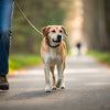 How to Train Your Dog to Heel: Achieving Perfect Walking Harmony