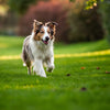 How to Train Your Dog to Stay in the Yard: A Comprehensive Guide