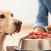 How to Transition a Dog to Raw Food: The Ultimate Guide for Pet Owners