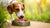 How to Transition My Dog to Raw Food: A Comprehensive Guide for Pet Parents