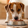 How to Transition Your Dog from Kibble to Raw: A Comprehensive Guide
