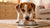 How to Transition Your Dog from Kibble to Raw: A Comprehensive Guide