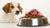 How to Transition Your Dog from Raw to Kibble: A Comprehensive Guide