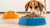 How to Transition Your Dog from Wet Food to Dry Food Smoothly
