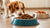 How to Transition Your Dog from Wet to Dry Food Smoothly