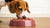 How to Transition Your Dog to Raw Food: A Comprehensive Guide for Pet Owners