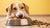 How to Use Freeze-Dried Dog Food for Optimal Pet Nutrition