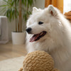 How to Use Treats to Train Your Dog: A Comprehensive Guide for Pet Owners